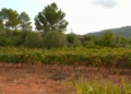vinyes