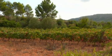 vinyes