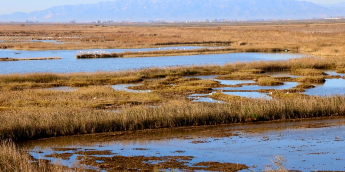 Flamencs i aus aquàtiques a la zona de la bassa de l'Alfacada, al Delta de l'Ebre