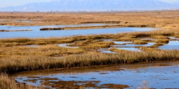 Flamencs i aus aquàtiques a la zona de la bassa de l'Alfacada, al Delta de l'Ebre