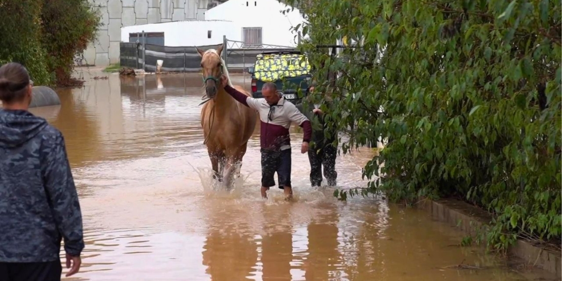 Trasllat de cavalls per les inundacions a Ulldecona
