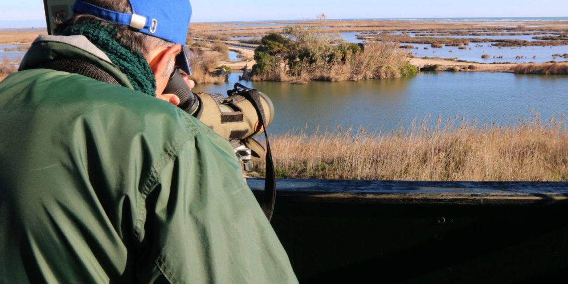 Observació d'ocells aquàtics en un aiguamoll del delta de l’Ebre