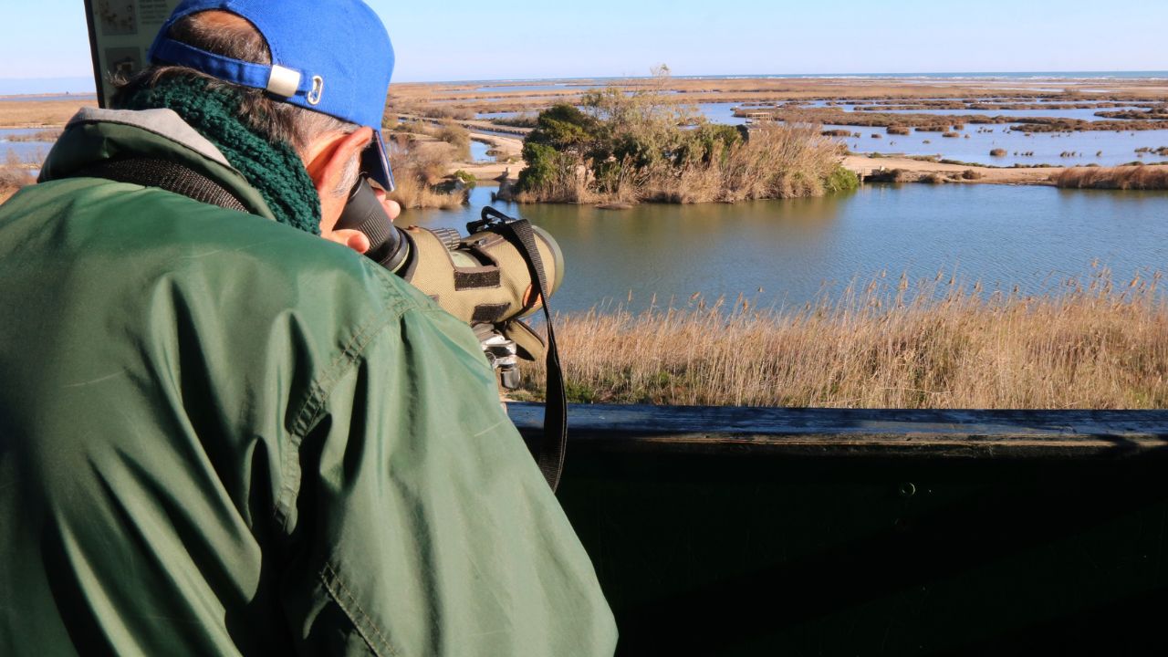 Observació d'ocells aquàtics en un aiguamoll del delta de l’Ebre