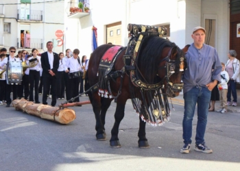 Recreació de l’ofici dels arrossegadors amb matxos durant la Fira de la Fusta i el Moble de la Sénia