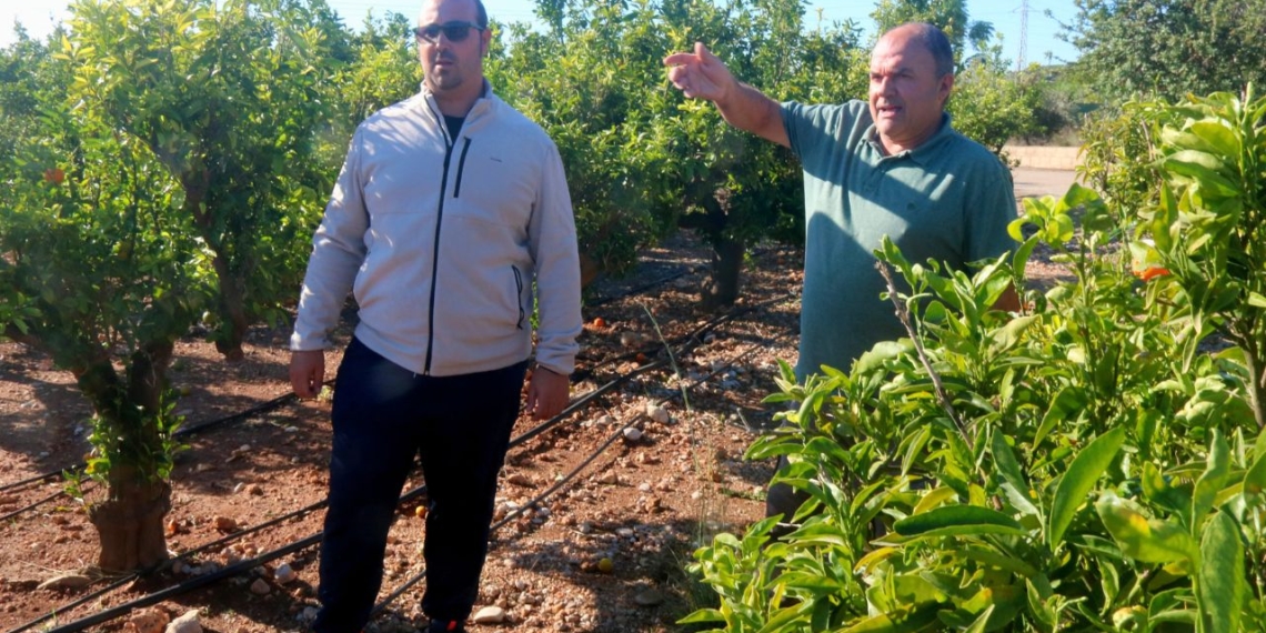 Clementines en una explotació citrícola de les Terres de l’Ebre