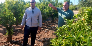 Clementines en una explotació citrícola de les Terres de l’Ebre